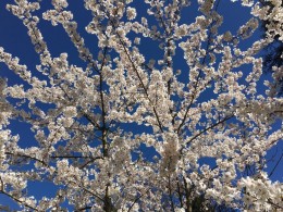 SPRING NEWS